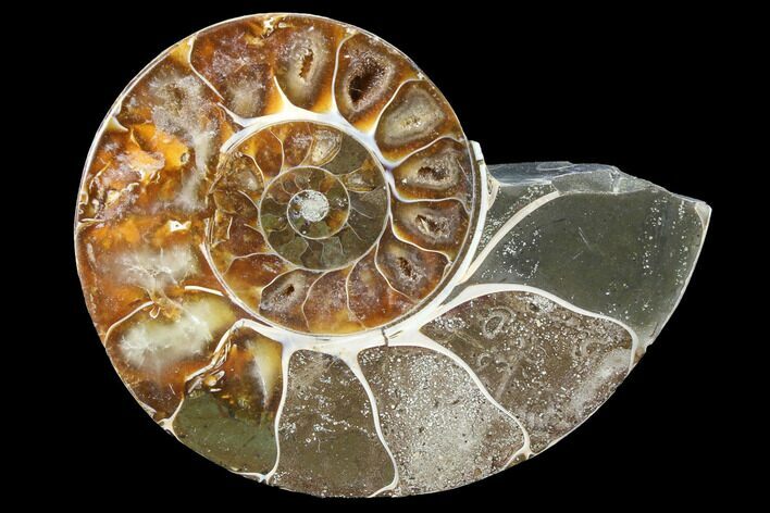Thick Ammonite (Anapuzosia) Fossil Half #88033